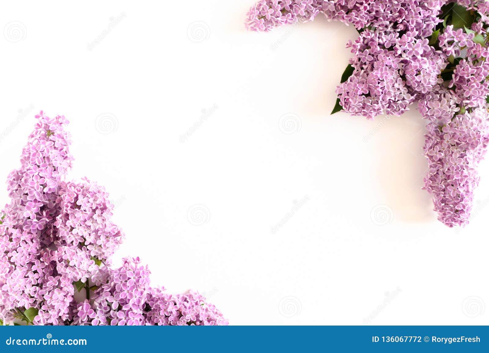 Border Frame Made of Lilac Flowers Stock Photo Image of concept