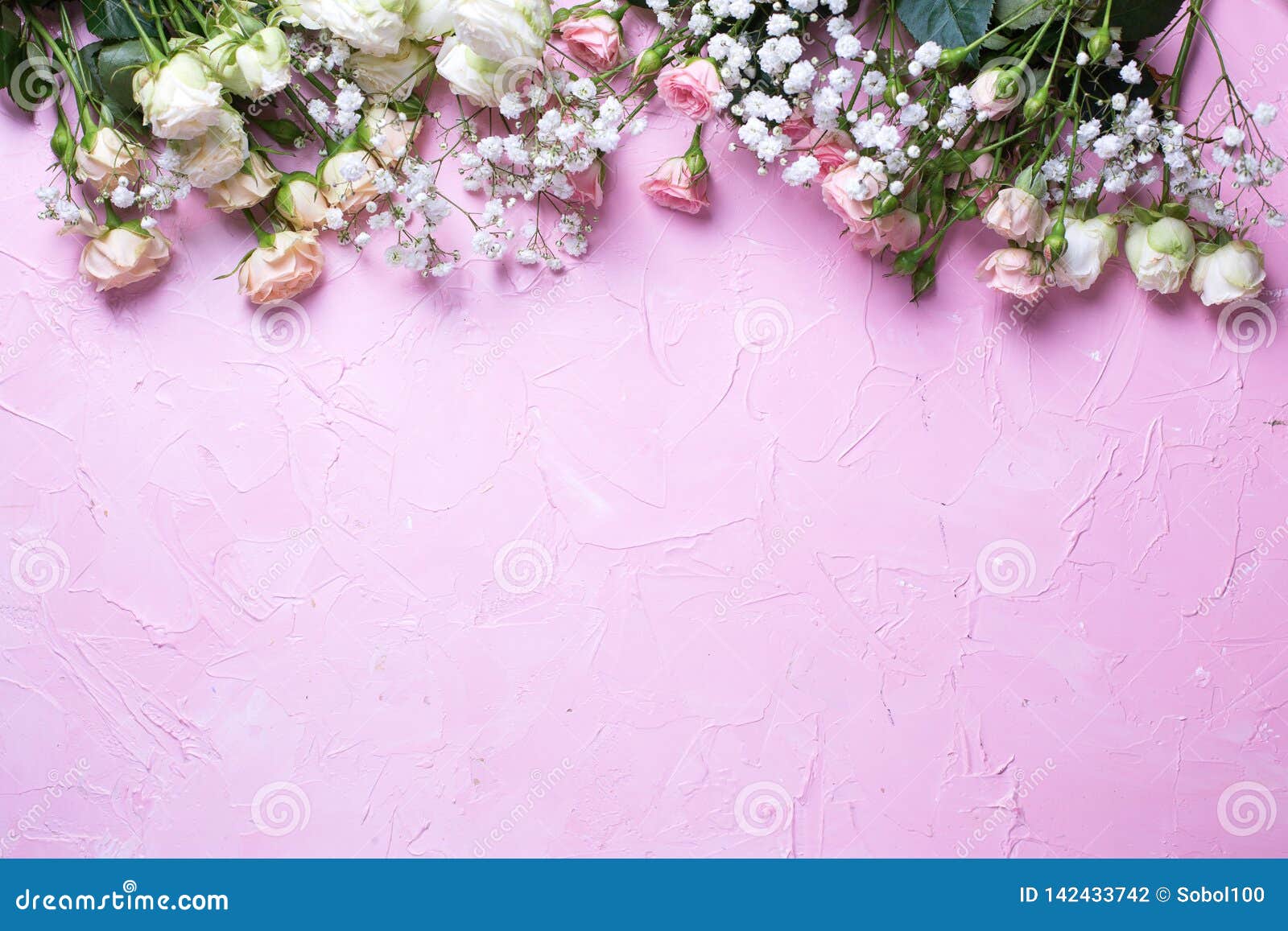 border from fresh white gypsofila and white rose flowers on  pink textured background