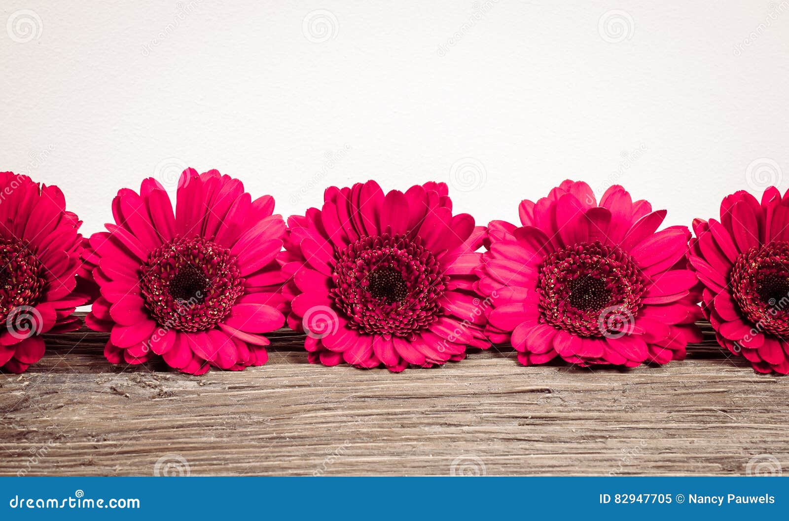 Border fuchsia Gerbera`s. Gerbera daisy flowers. Border with fresh fuchsia flower heads and space for text on white and wood background.