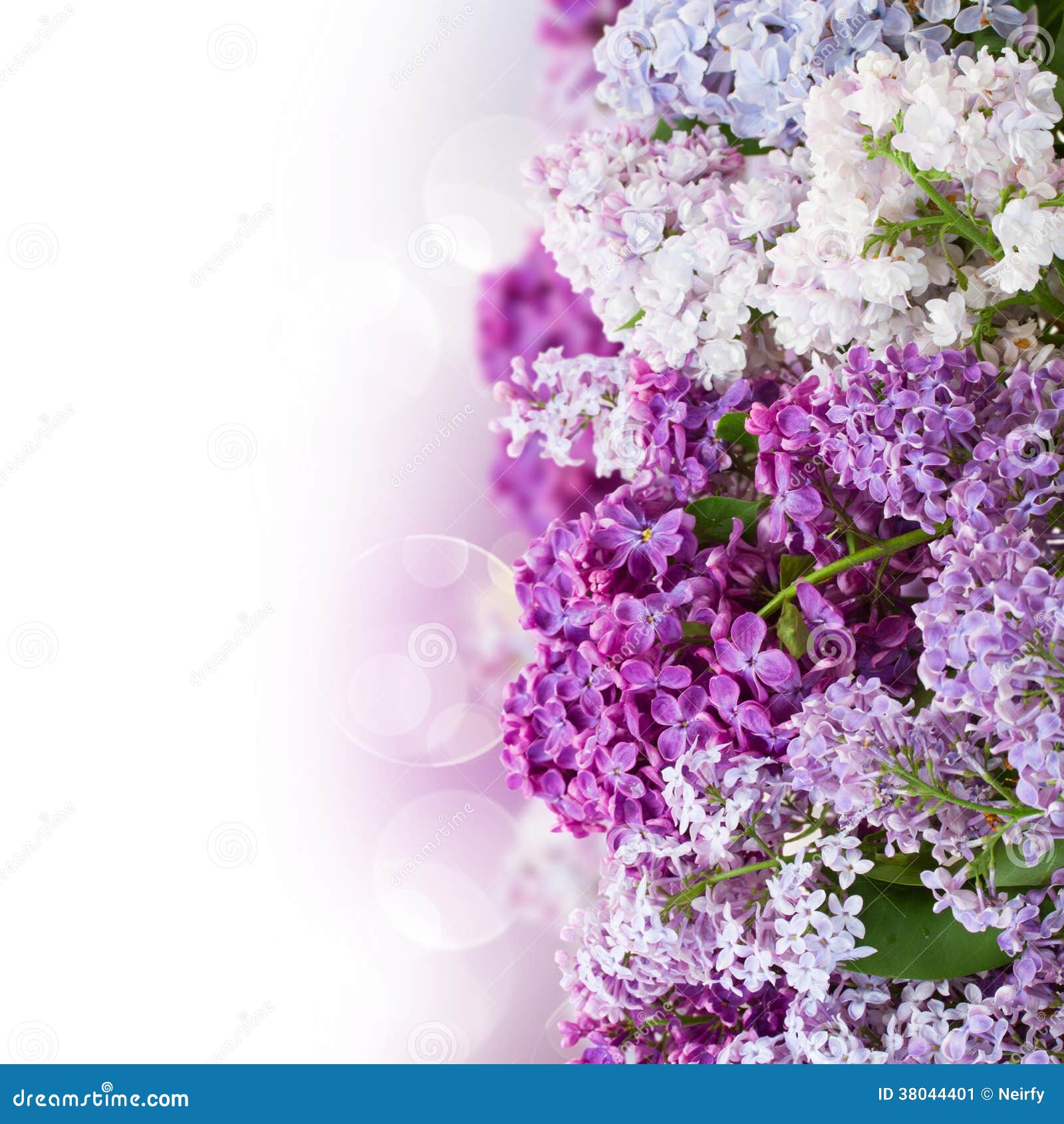 Border of lilac flowers stock image. Image of lilac, blossom 38044401