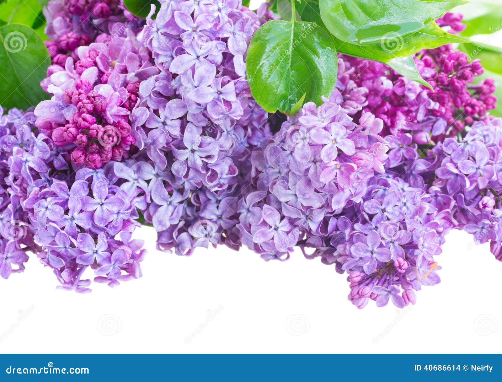Border of Lilac flowers stock photo. Image of copyspace 40686614
