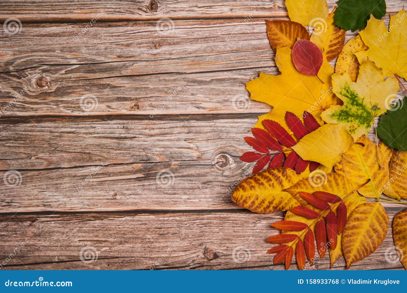 Brown leaves texture, , plant textures, leaves, brown background, leaves  texture, brown leaves, brown leaf, macro, leaf pattern, leaf textures for  with resolution . High Quality HD wallpaper | Pxfuel