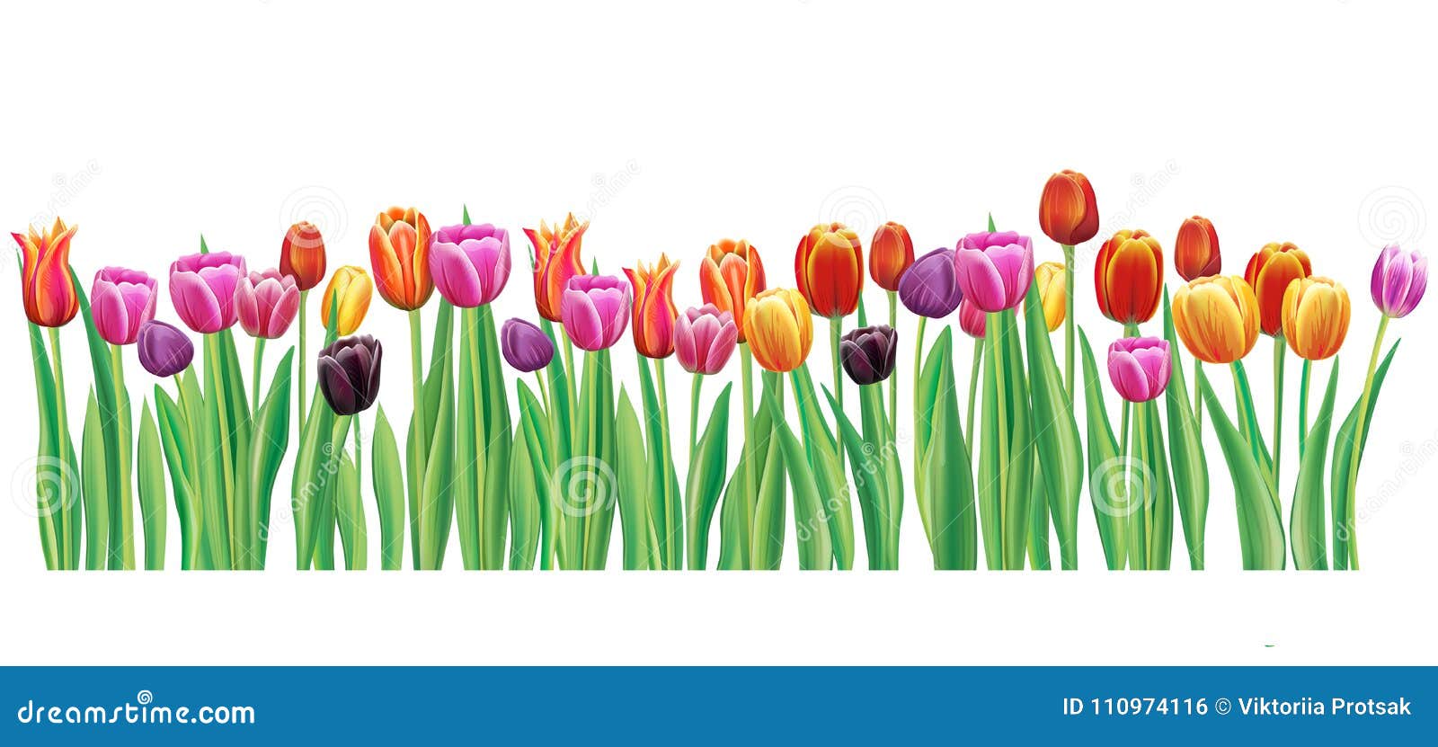 border with multicolor  tulips