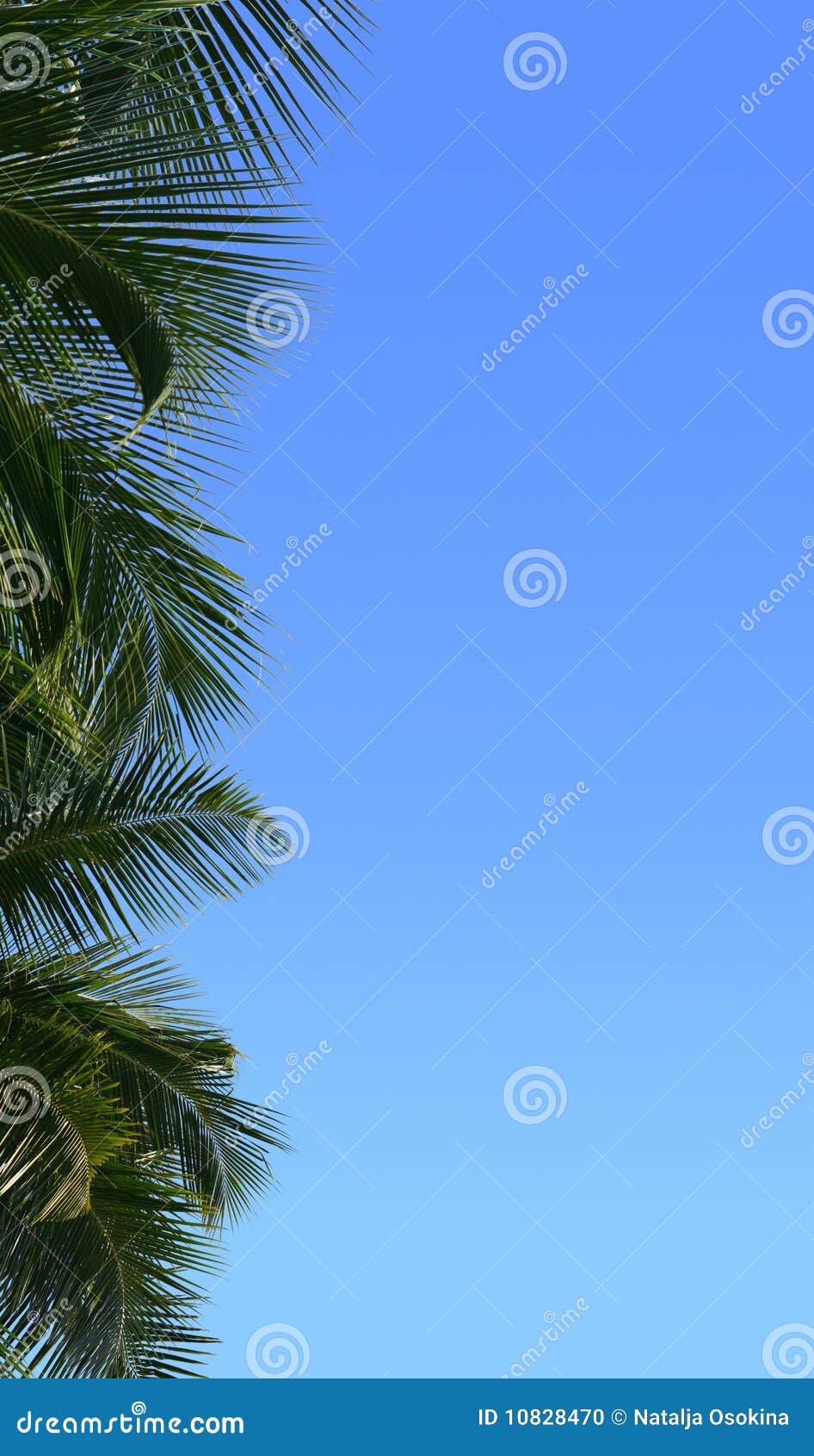 Border Of Palm Tree Stock Photo Image 10828470