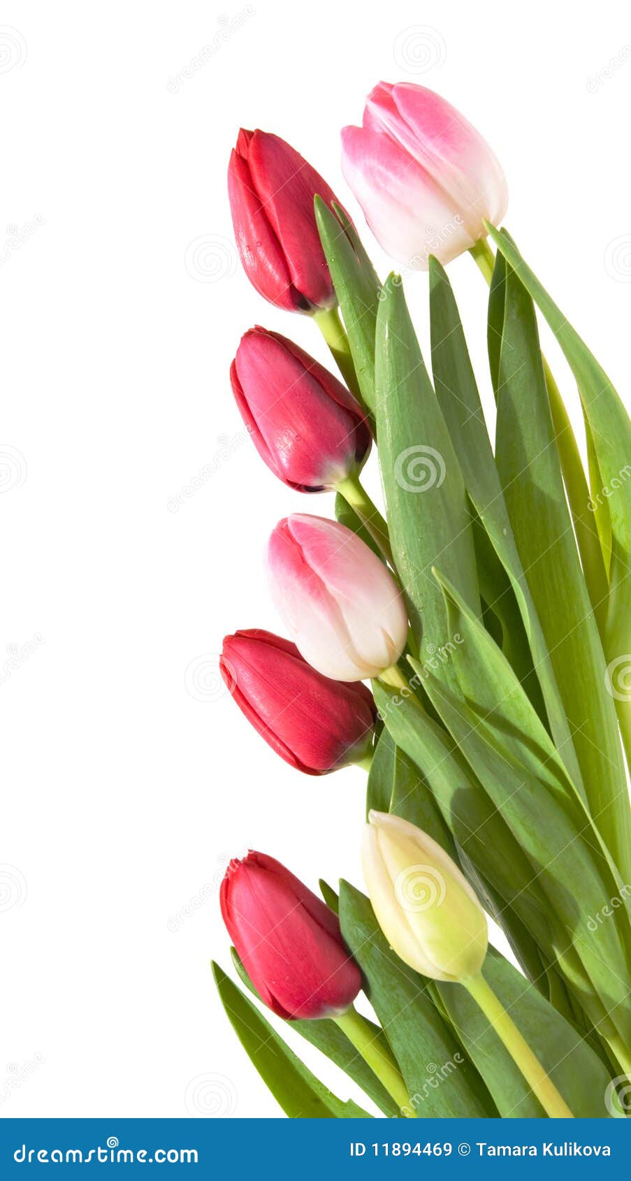 Border of Pink, White and Red Tulips Stock Image - Image of leaves ...