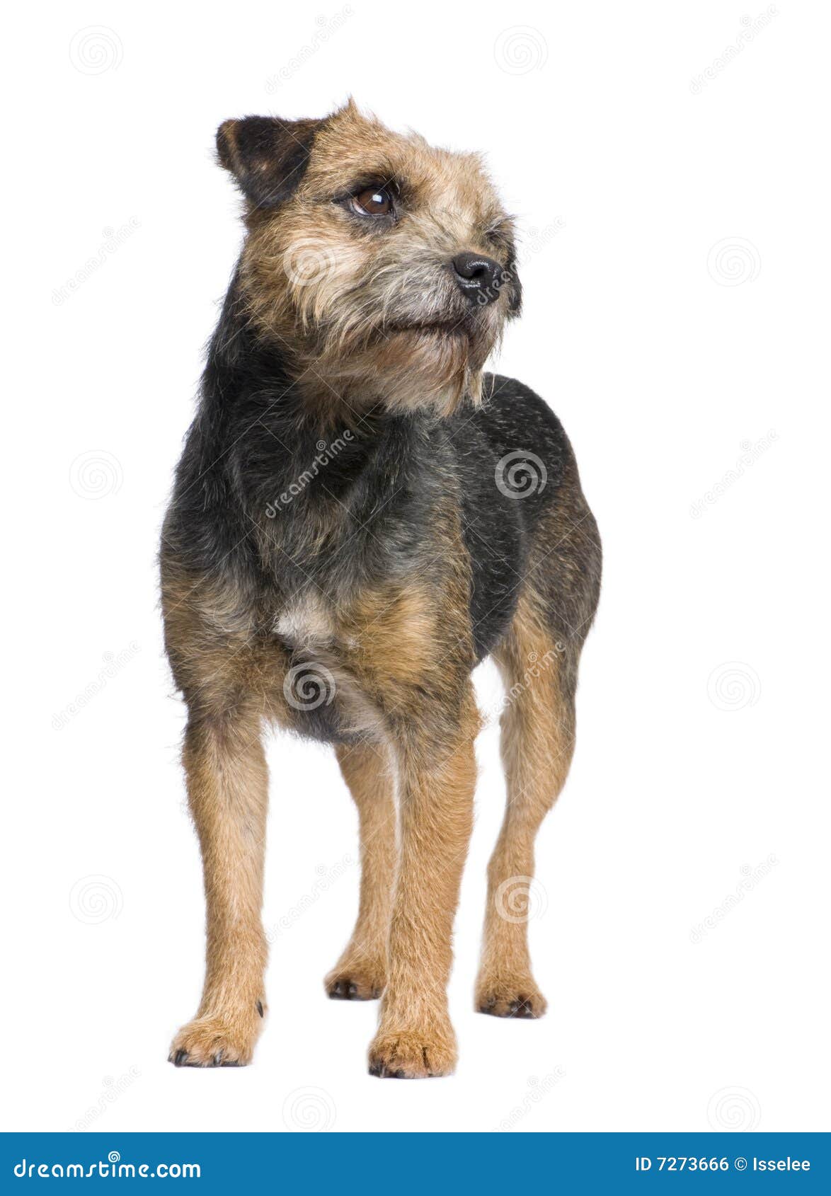 Border terrier stock photo. Image of portrait, pets, white 7273666