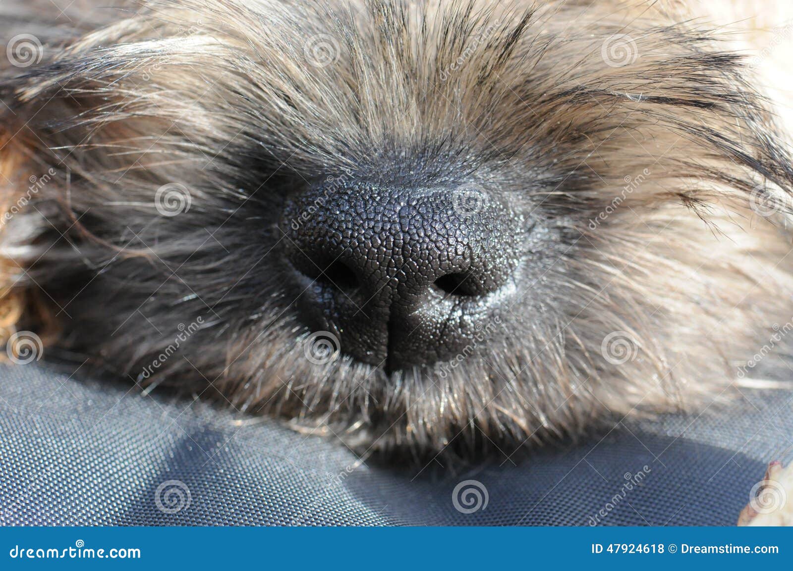 Border Terrier Nose stock photo. Image of mammal, brown 47924618