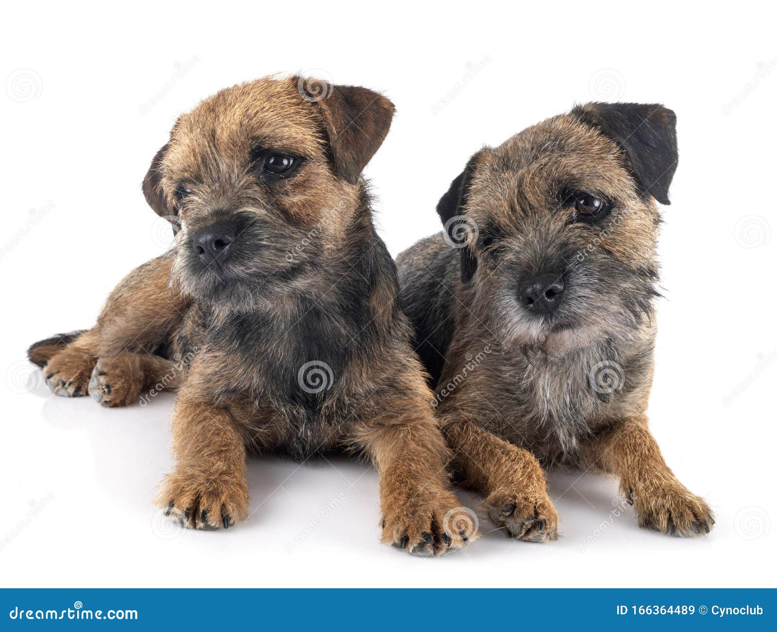 Border Terriers In Studio Stock Image Image Of Purebred