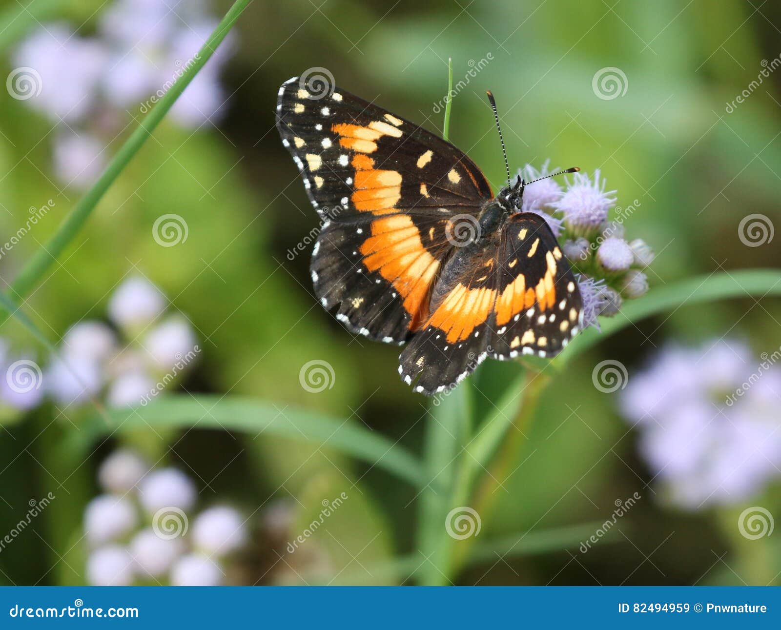 bordered patch butterfly on blue mistflower