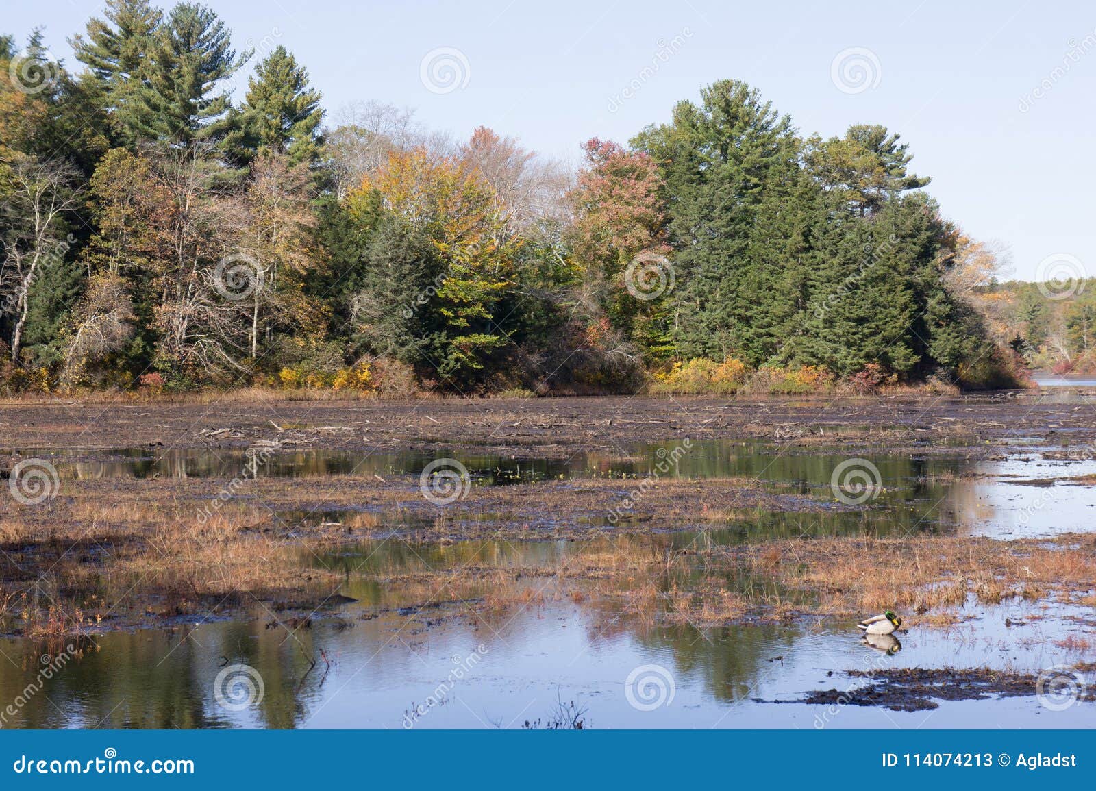 autumn at leach pond in borderland state park, easton ma