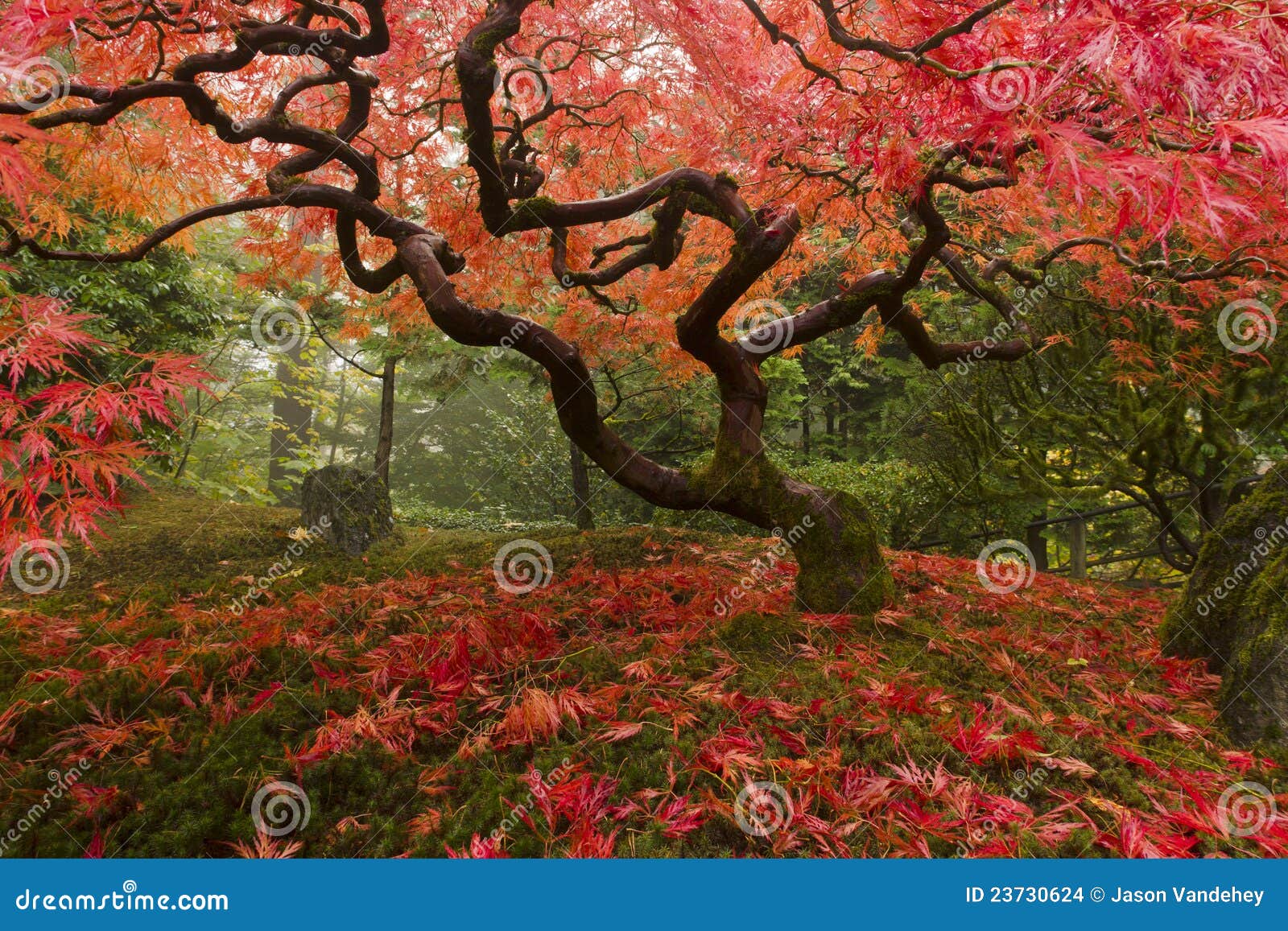 O bordo japonês com queda colore e as folhas dispersadas no assoalho mossy.