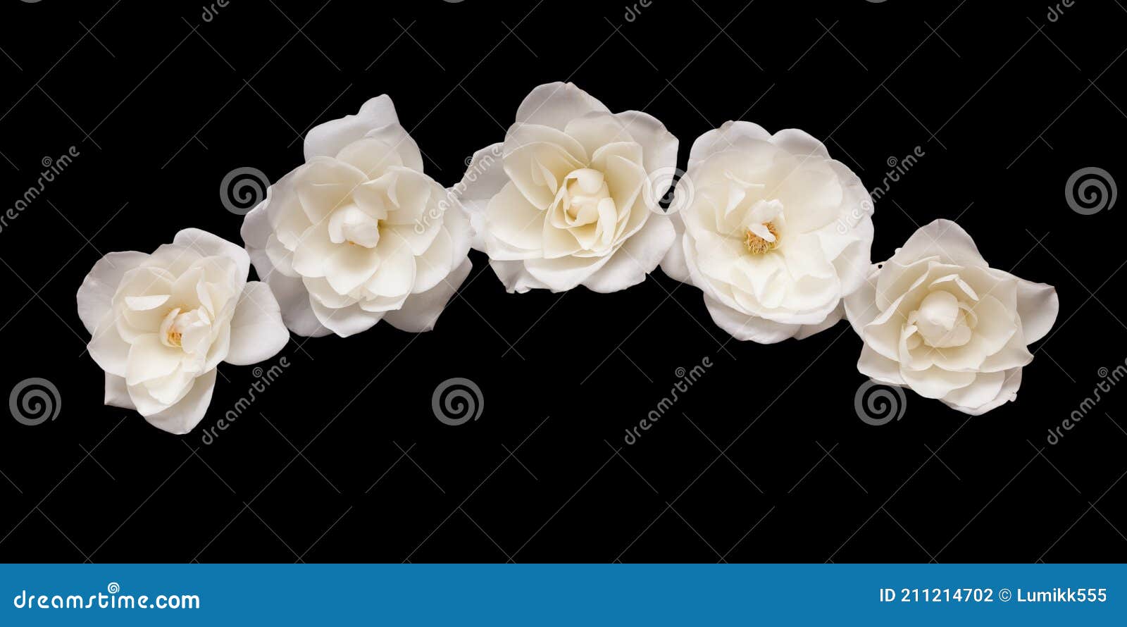 Bordure De Fleurs De Rose Blanches Isolées Sur Fond Noir Photo stock -  Image du beau, jour: 211214702