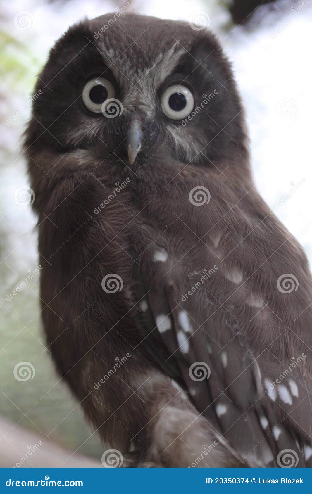 boreal owl
