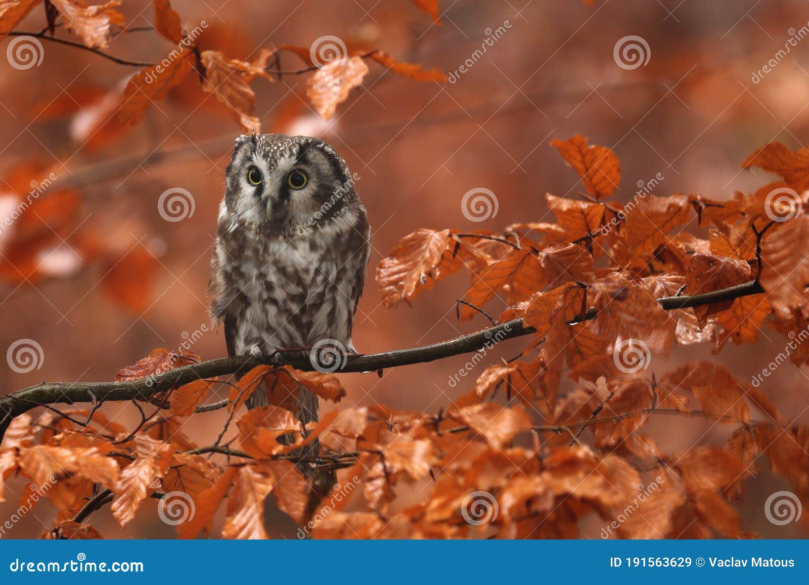 boreal owl, aegolius funereus, perched on beech branch in colorful autumn forest. small owl with big yellow eyes