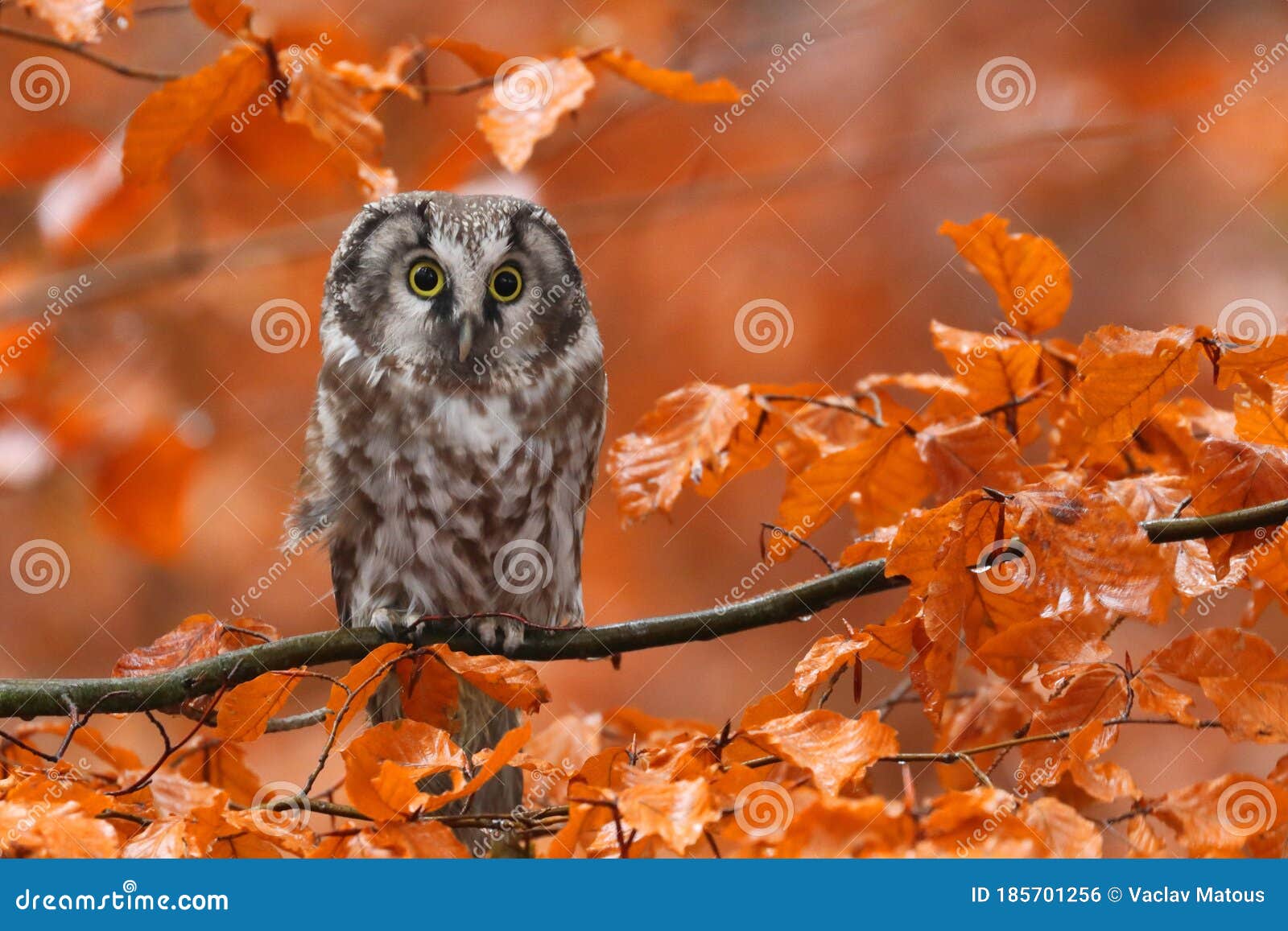 boreal owl, aegolius funereus, perched on beech branch in colorful autumn forest. typical small owl with big yellow eyes