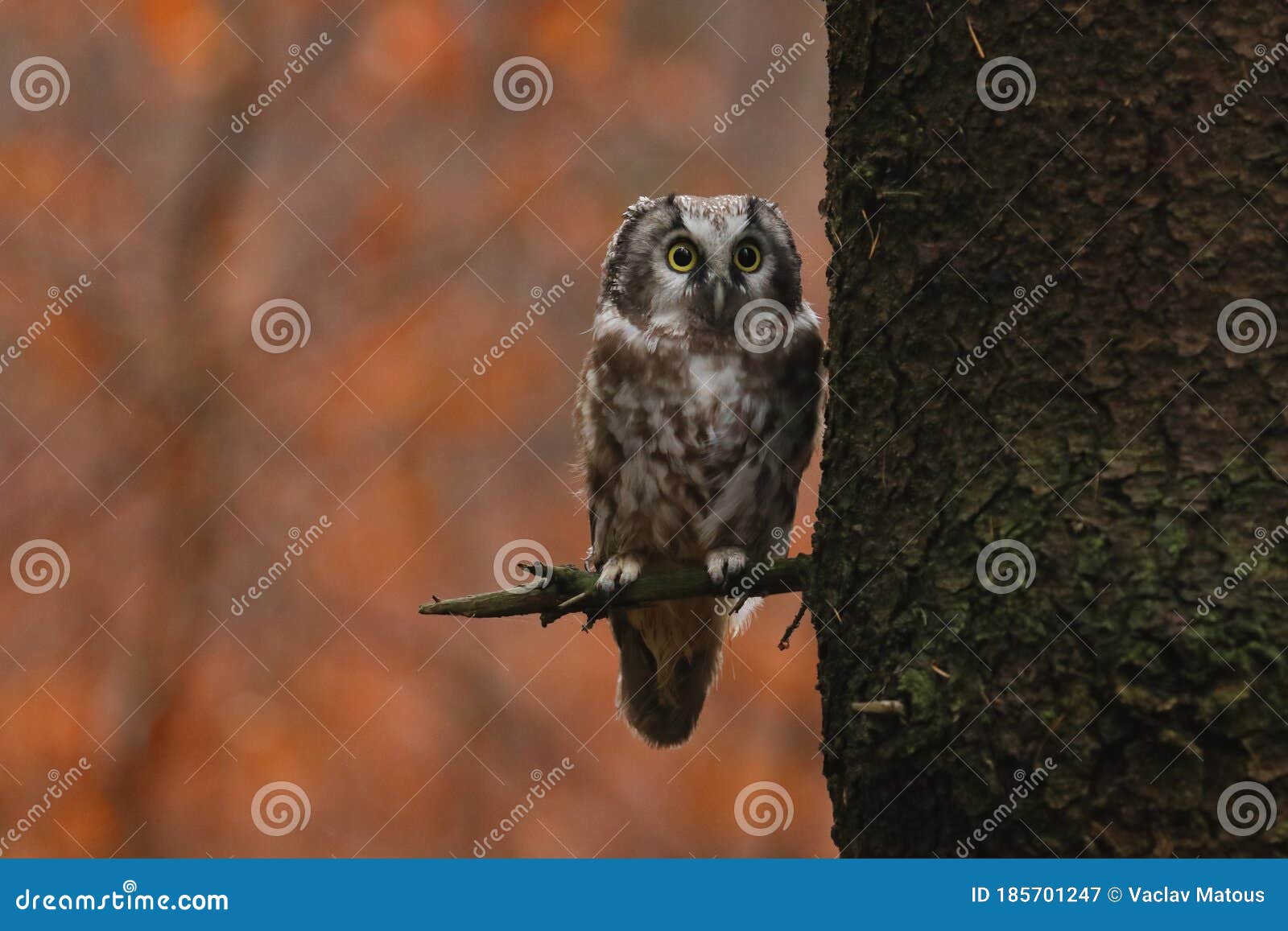 boreal owl aegolius funereus sitting next to tree trunk with colorful autumn forest in background. small owl with big eyes