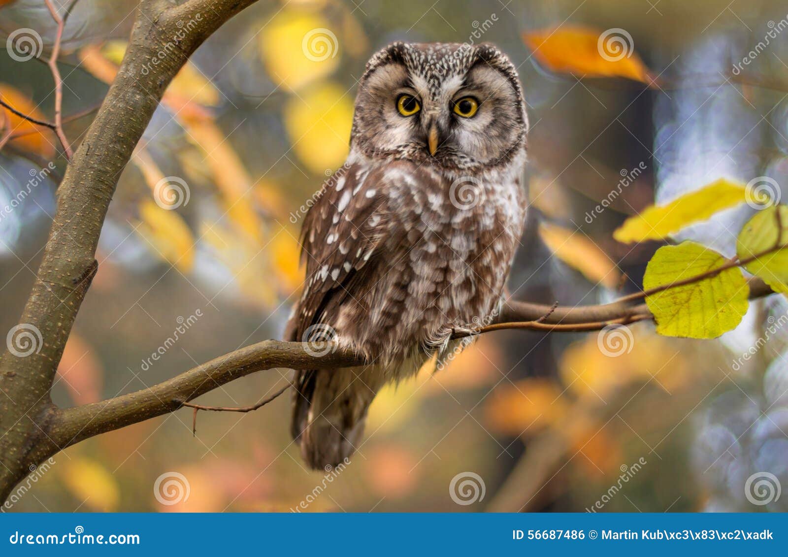 boreal owl in autumn leaves