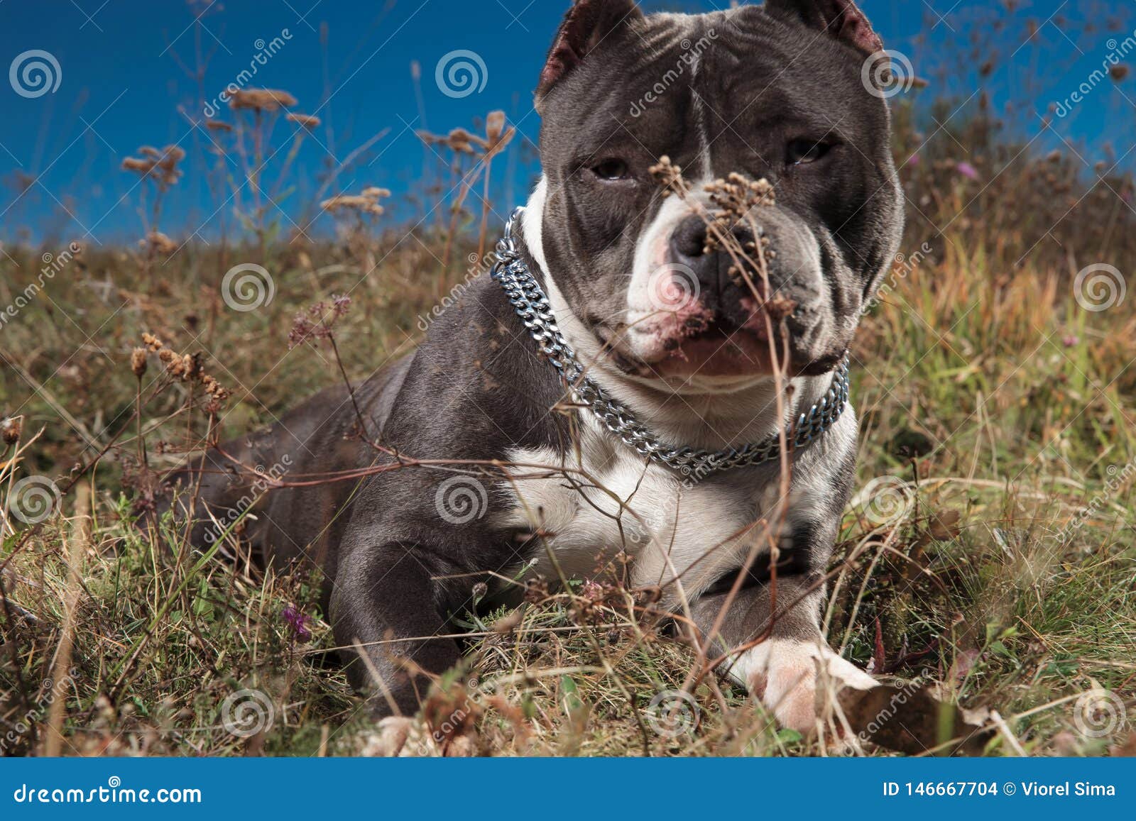 bored american bully looking to camera unimpressed