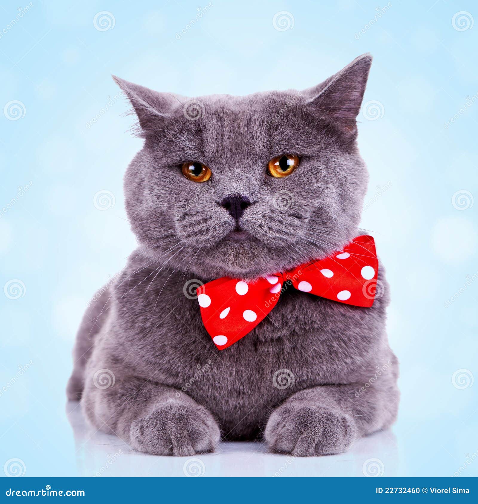 bored big english cat