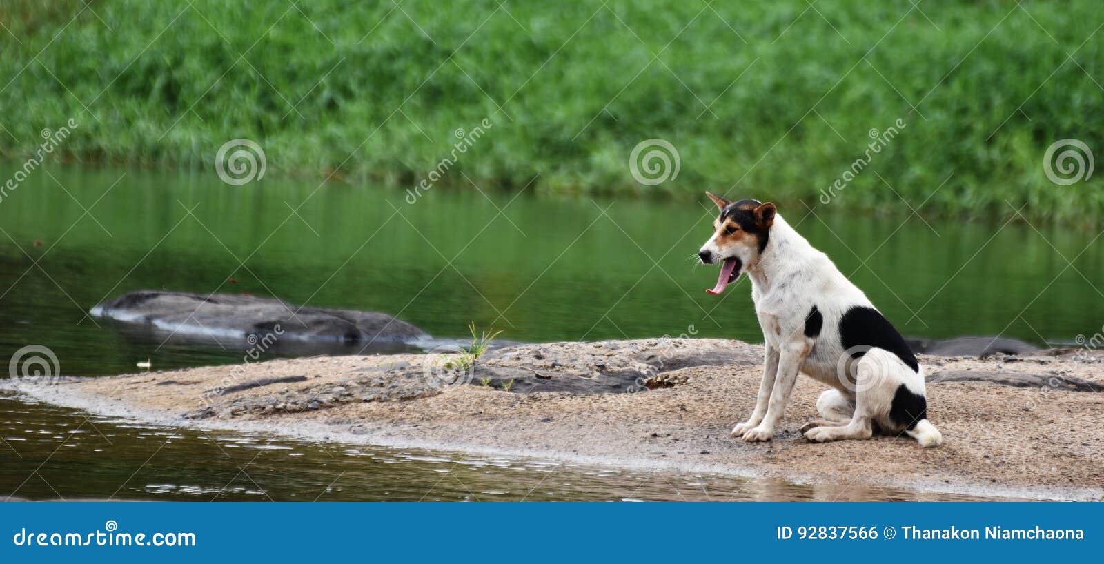 Bored dog waiting owner stock photo. Image of aloof, animal 92837566