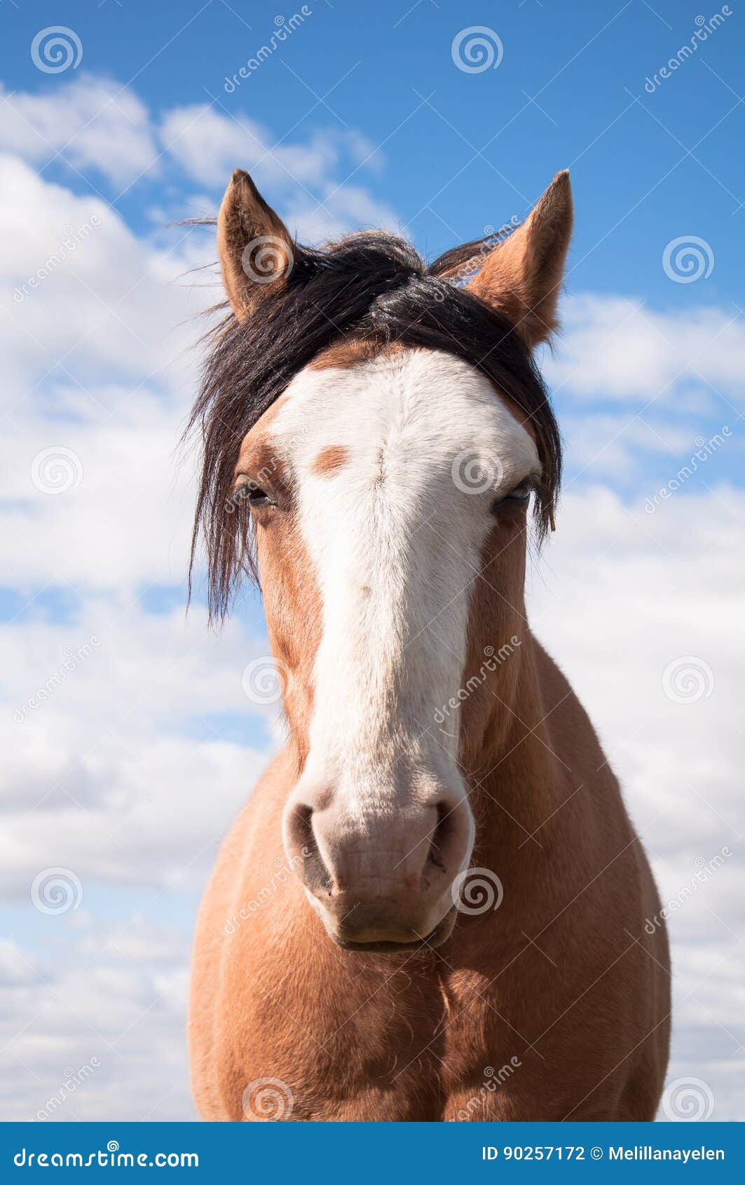 Bored horse stock photo. Image of bored, eyes, gallant 90257172