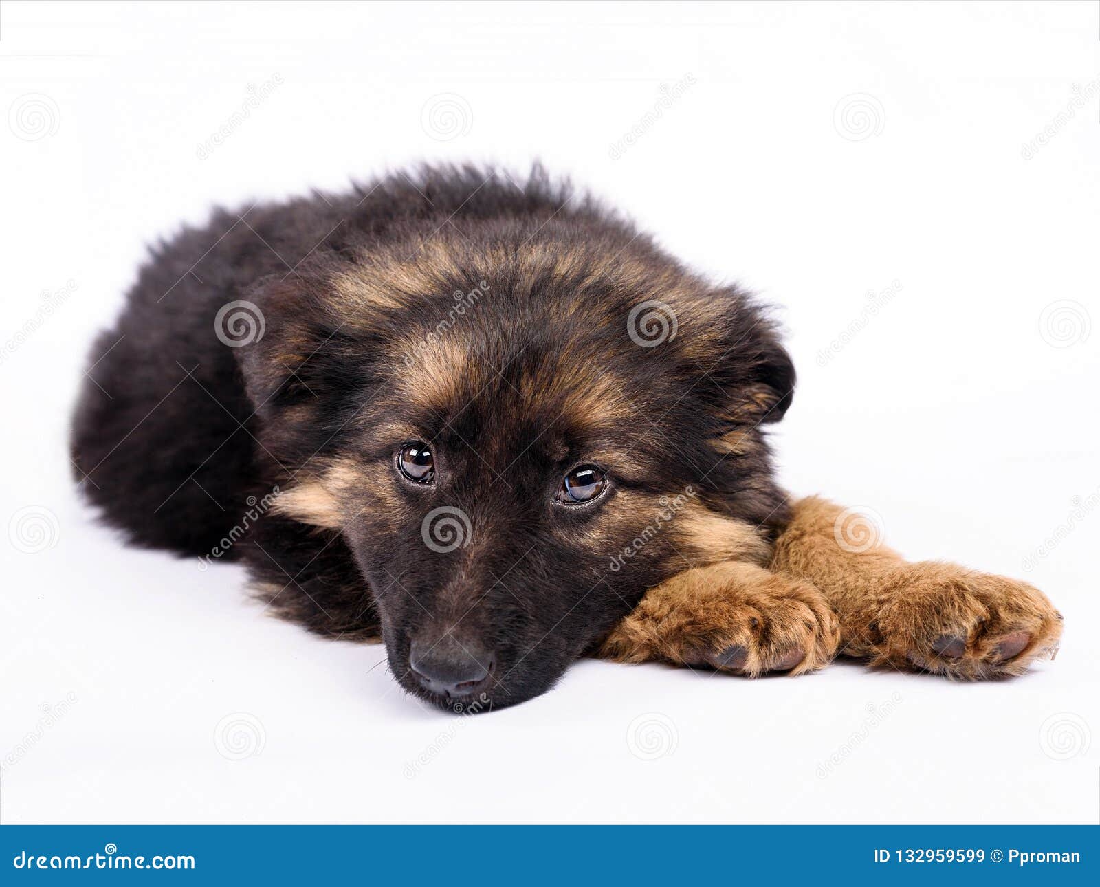 Be Bored One German Shepherd Puppy On A White Background Stock Image ...