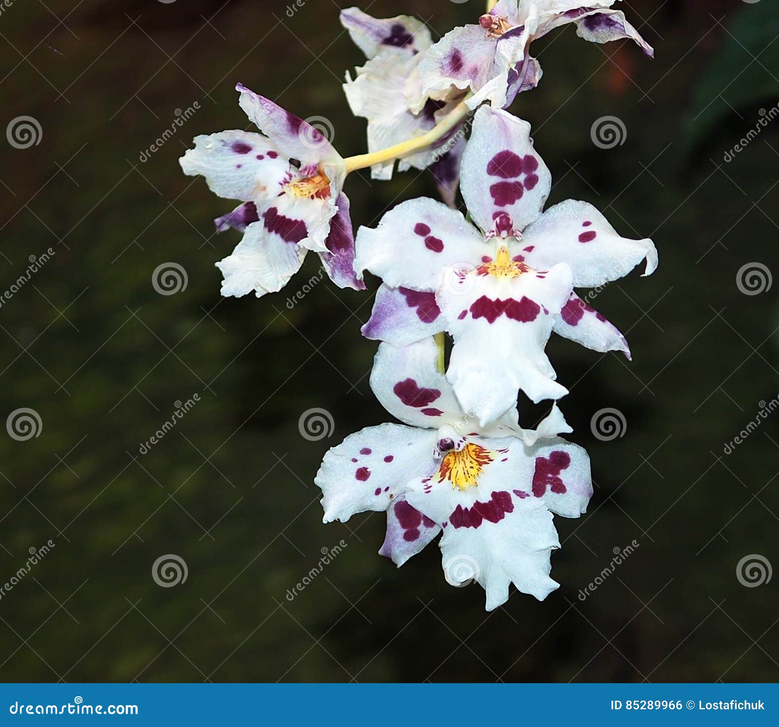 Borgonha E Orquídea Branca De Oncidium Foto de Stock - Imagem de delicado,  estufa: 85289966