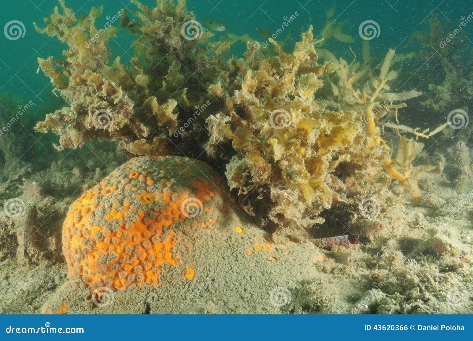 Boring sponge stock photo. Image of porifera, algae, encrusted - 43620366
