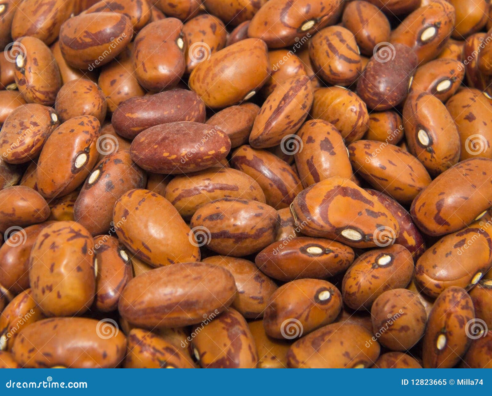 Borlotti Bohnen. stockbild. Bild von trocken, gastronomie - 12823665