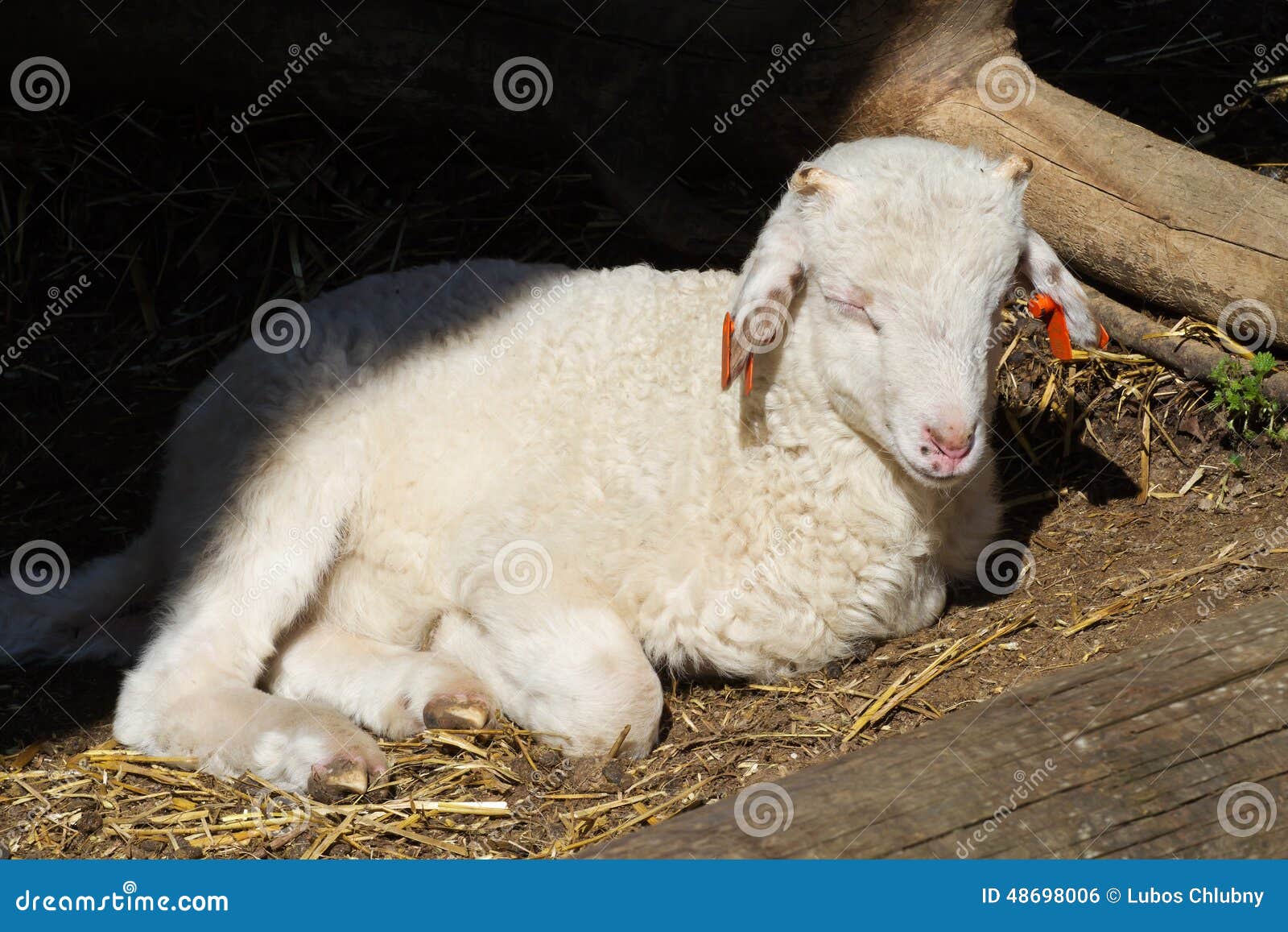 Born lamb stock photo. Image of woolly, field, small 48698006