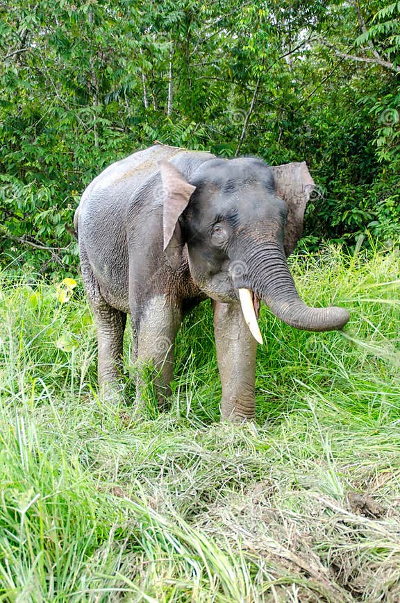 The Bornean Elephant, or the Borneo Dwarf Elephant, is a Subspecies of