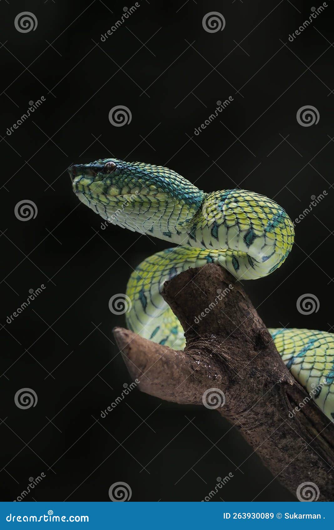 green pit viper snake tropidolaemus subannulatus on a branch