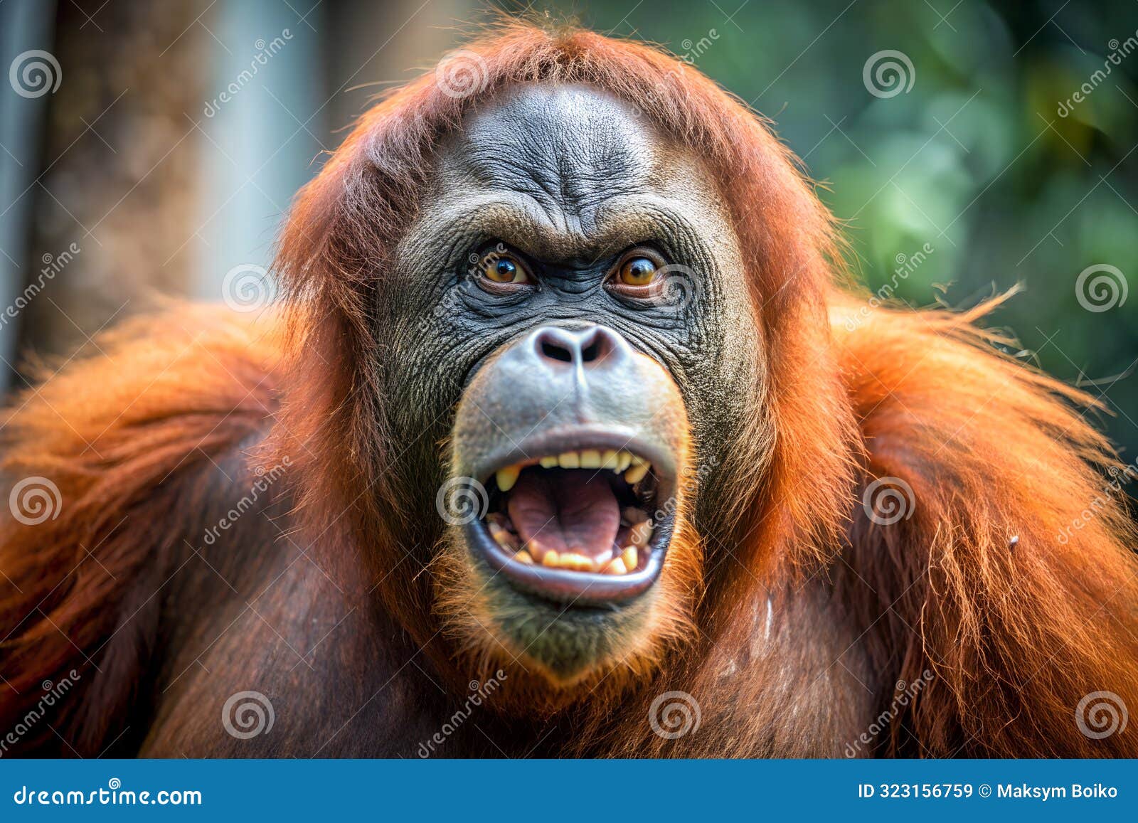 bornean orangutan monkey angry city