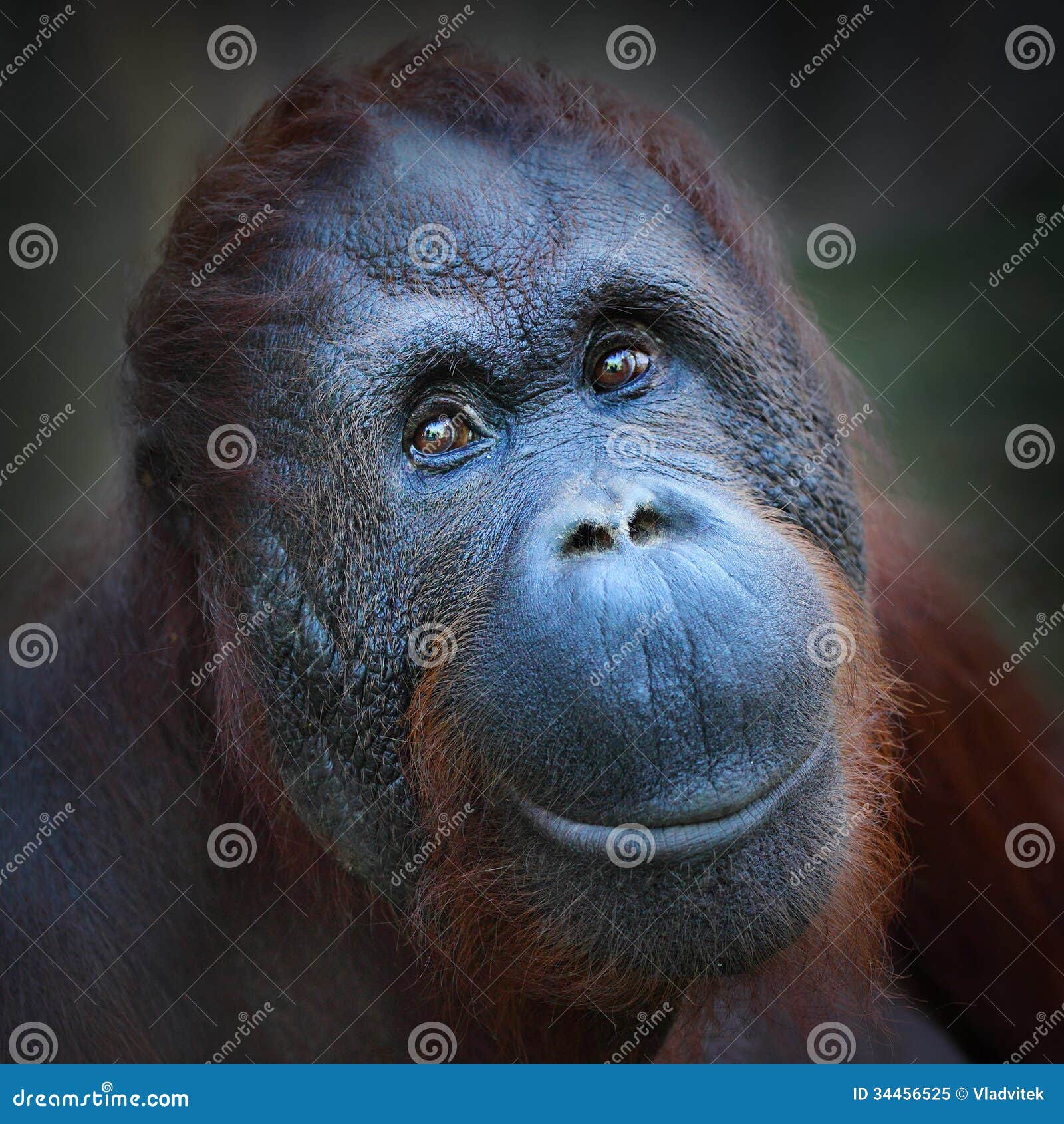the bornean orangutan (pongo pygmaeus).