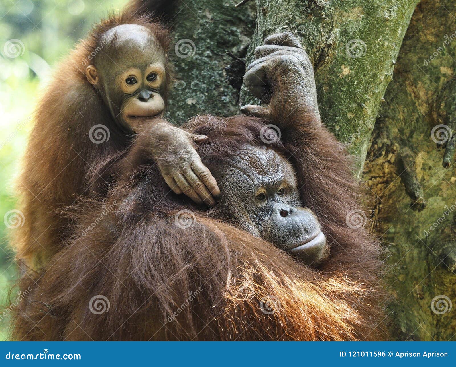 baby orang utan and mother