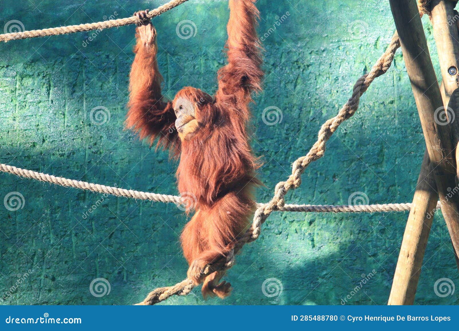 bornean orangutan (pongo pygmaeus) in toy rope structure, bornean simian, big monkey, tropical mammal species