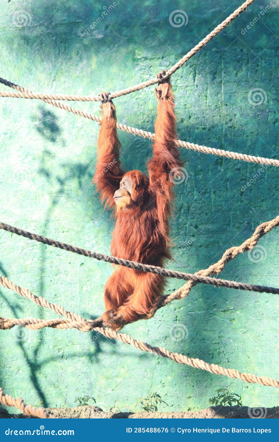 bornean orangutan (pongo pygmaeus) in toy rope structure playing with himself, bornean simian, big monkey