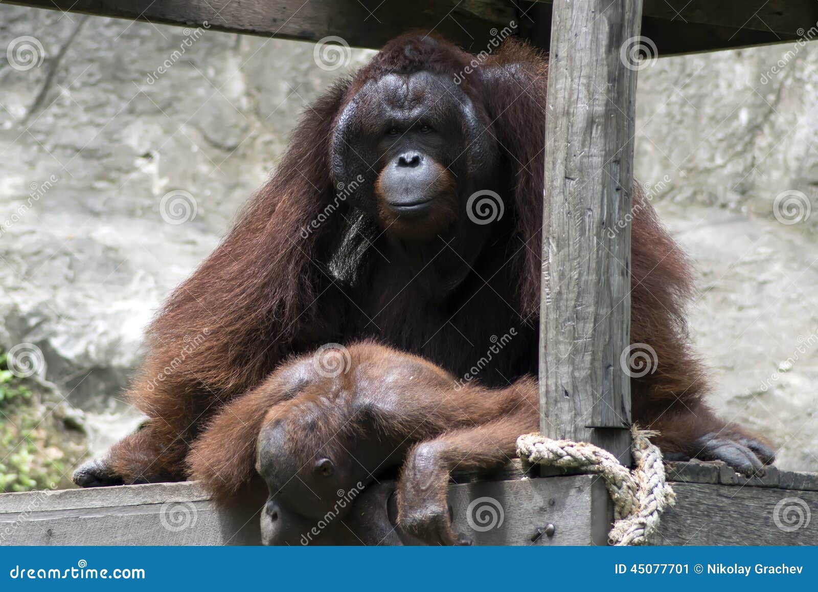 Bornean Orangutan Reproduction  Stock Image Image of 