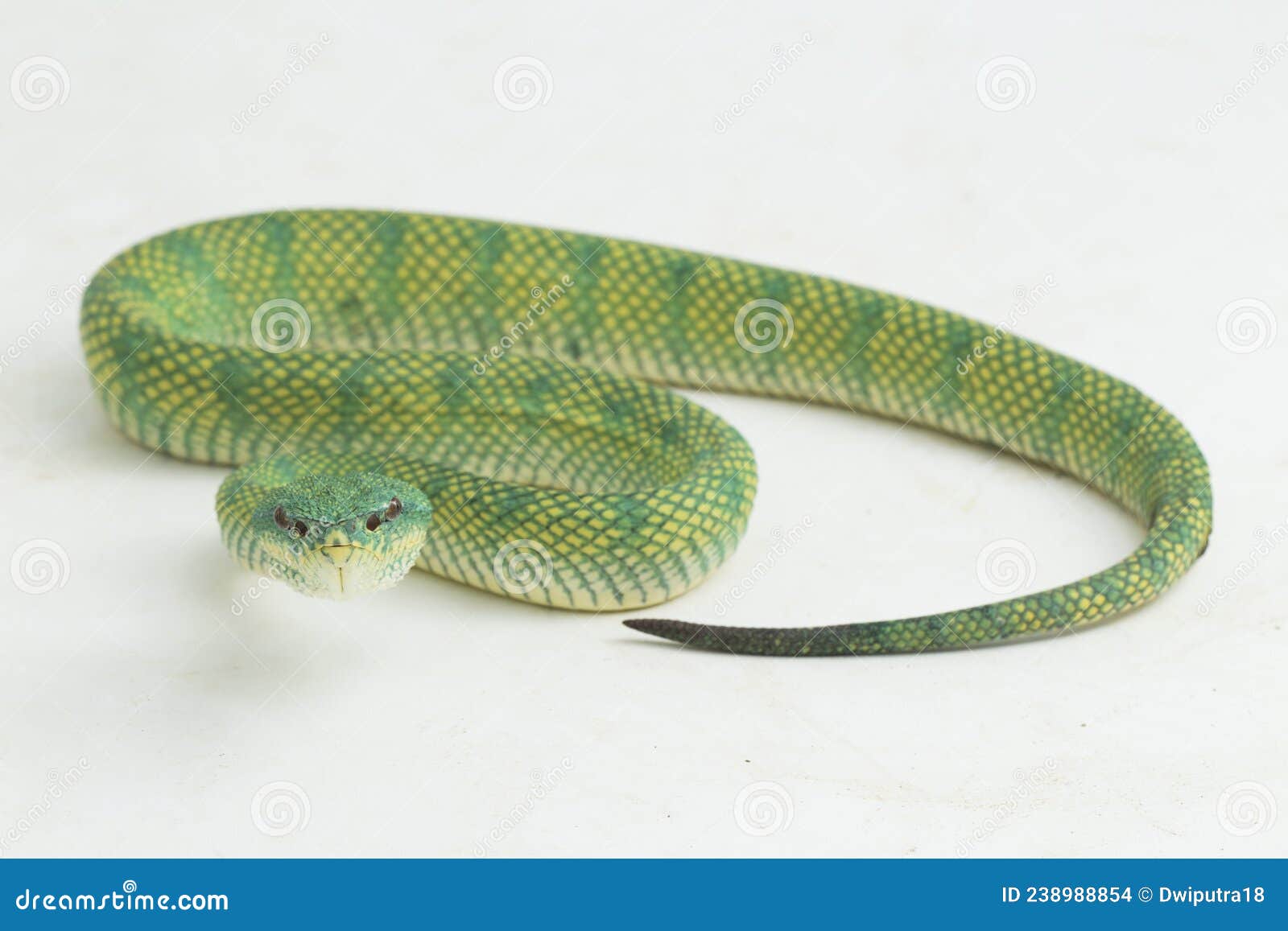 borneo keeled pit viper tropidolaemus subannulatus on white background
