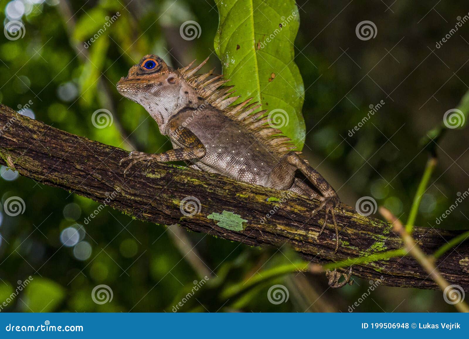 Borneo Lizard In Gunung Gading Borneo Malaysia Stock Photo Image Of