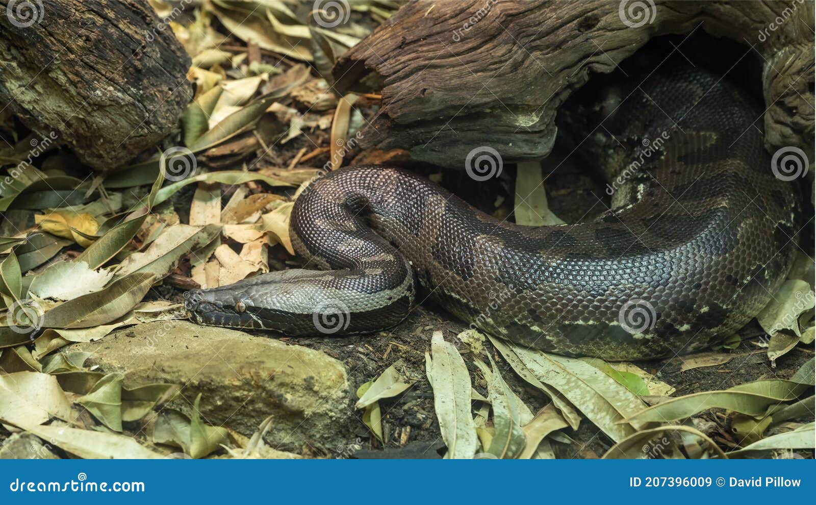 borneo short-tailed python resting on the ground at the dallas city zoo in texas.