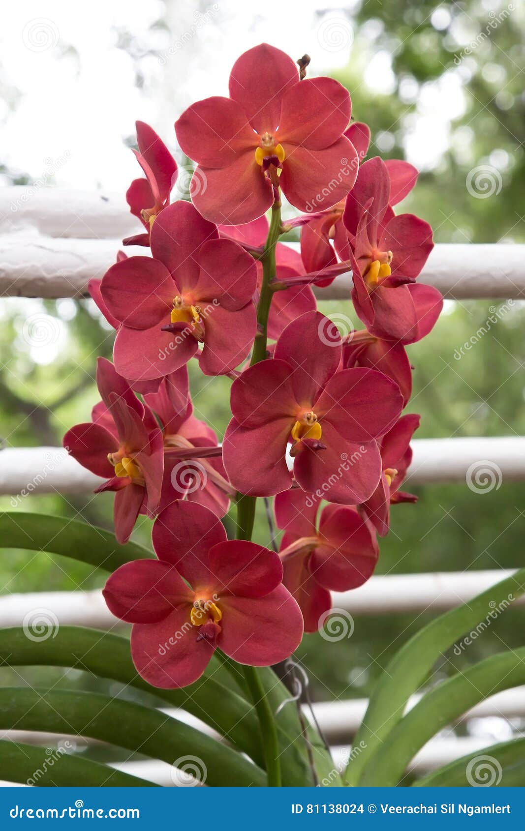 Borrão Vermelho Do Fundo Da Orquídea De Vanda Foto de Stock - Imagem de  tropical, colorido: 81138024
