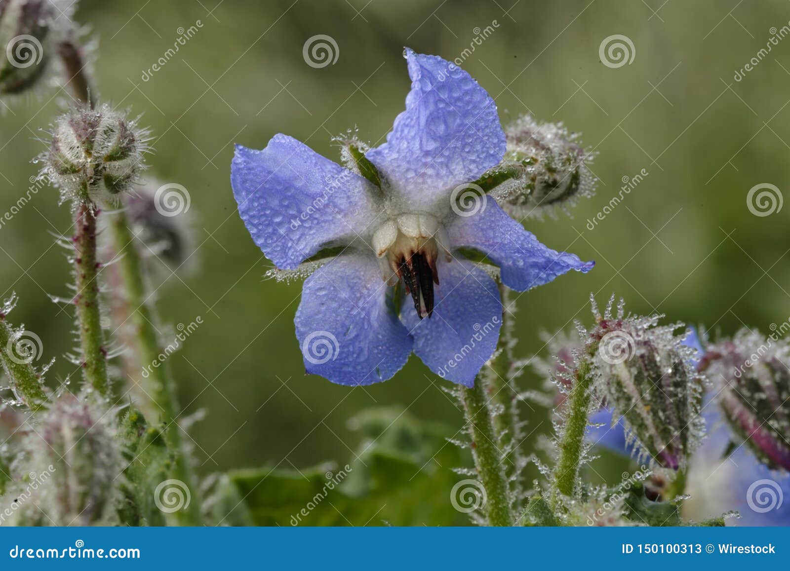 Gotas de lluvia en brotes y una flor azul comestible de la borraja, Starflower, officinalis del Borago, que es también una planta medicinal él-Tafal tal-Mdina, Malta