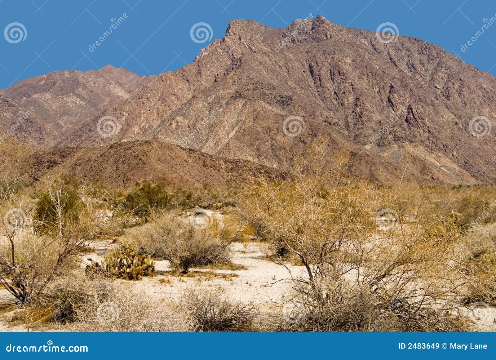 Borrego Frühlinge. Die Wüstenlandschaft nahe Borrego entspringt, Kalifornien.