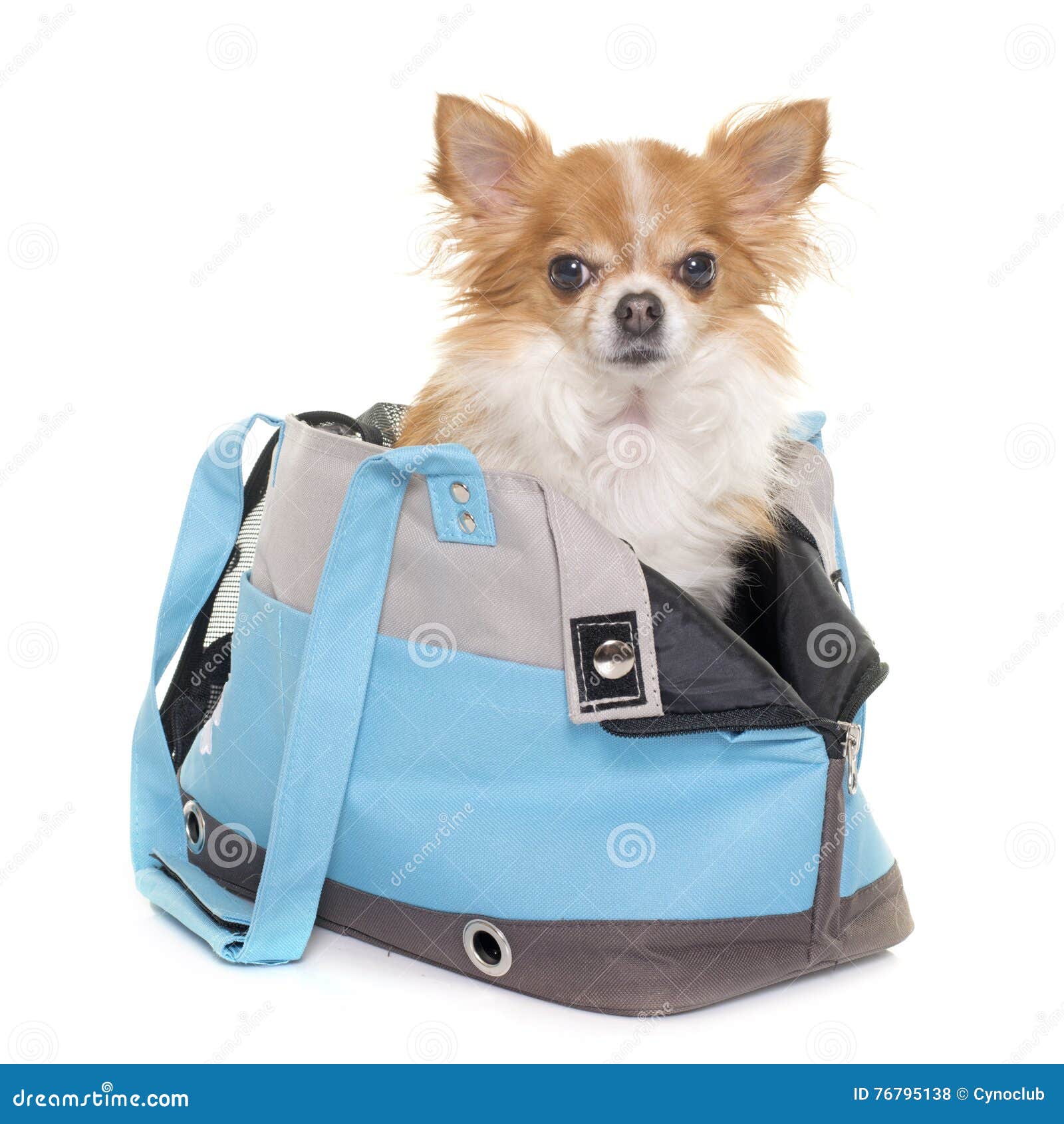 Borsa Pieghevole Per Cani Piccoli - Trasportino Per Chihuahua, Gatti, Viaggi, 34x16x26cm - Foto 2