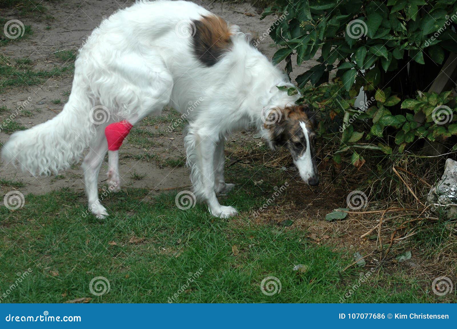 does the borzoi have rabies