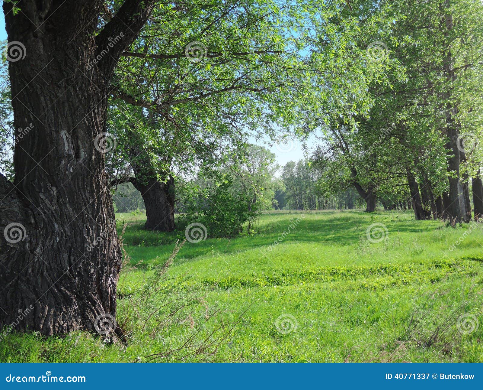 Bos De Zomerdag Van De Open Plek Stock Afbeelding - Image of hemel ...