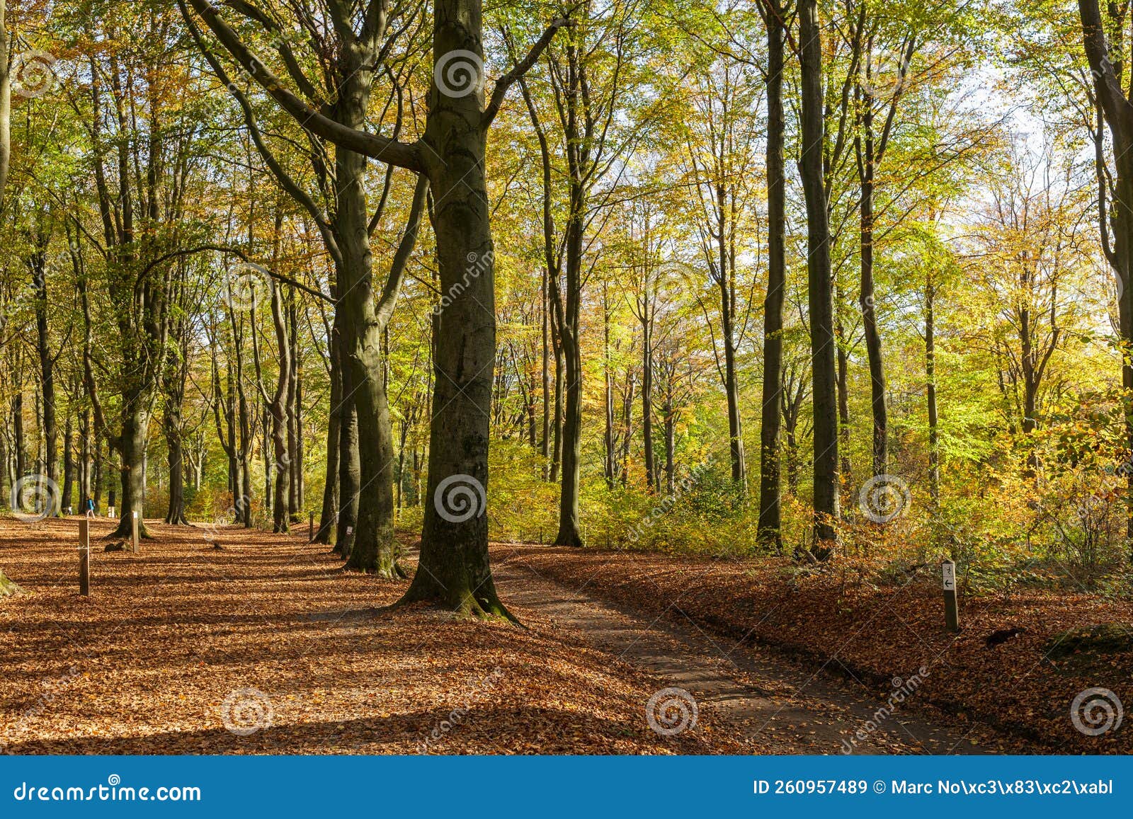 bos met oude bomen tijdens herfst