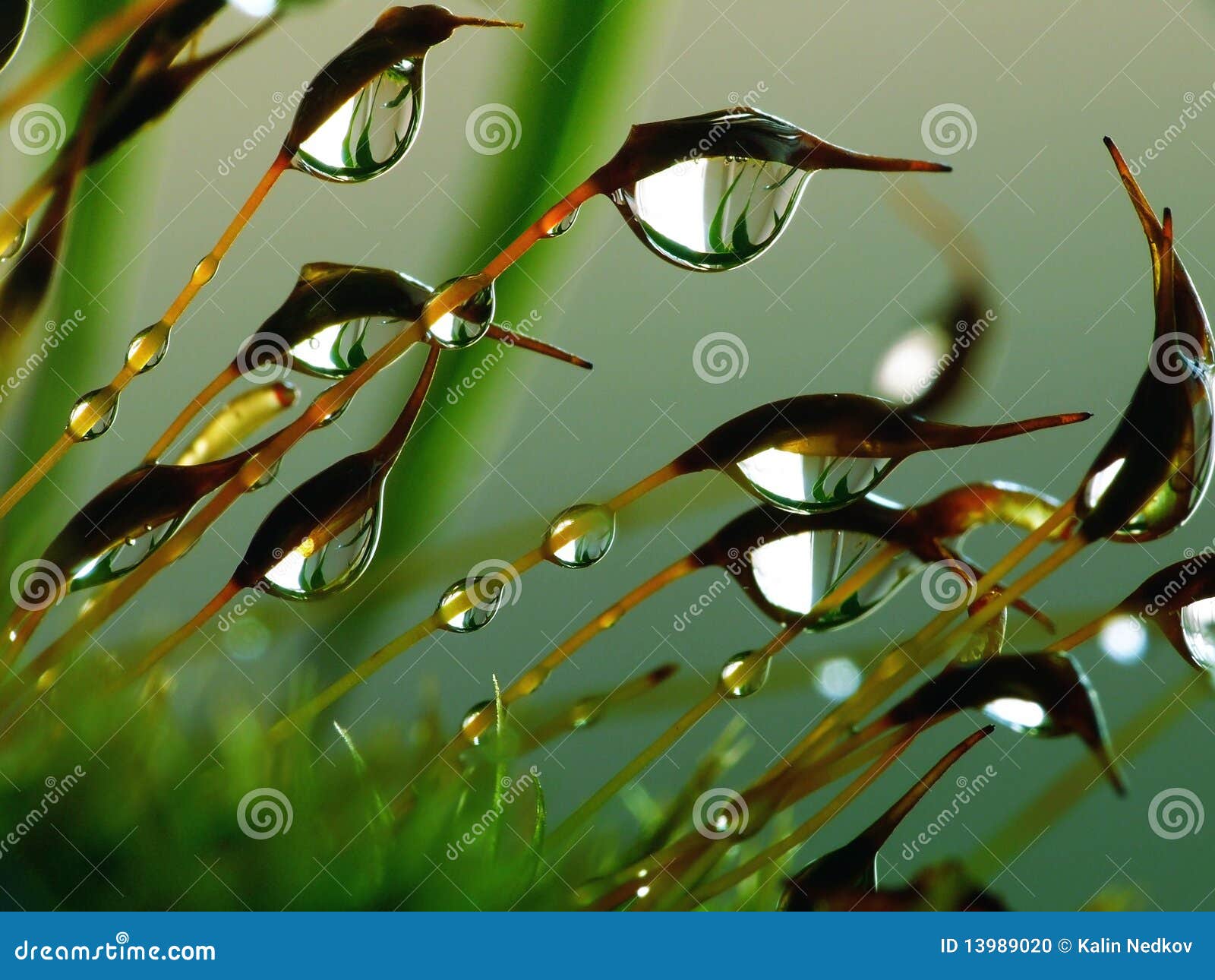 Bos mos stock foto. Image of dalingen, regen, installaties - 13989020