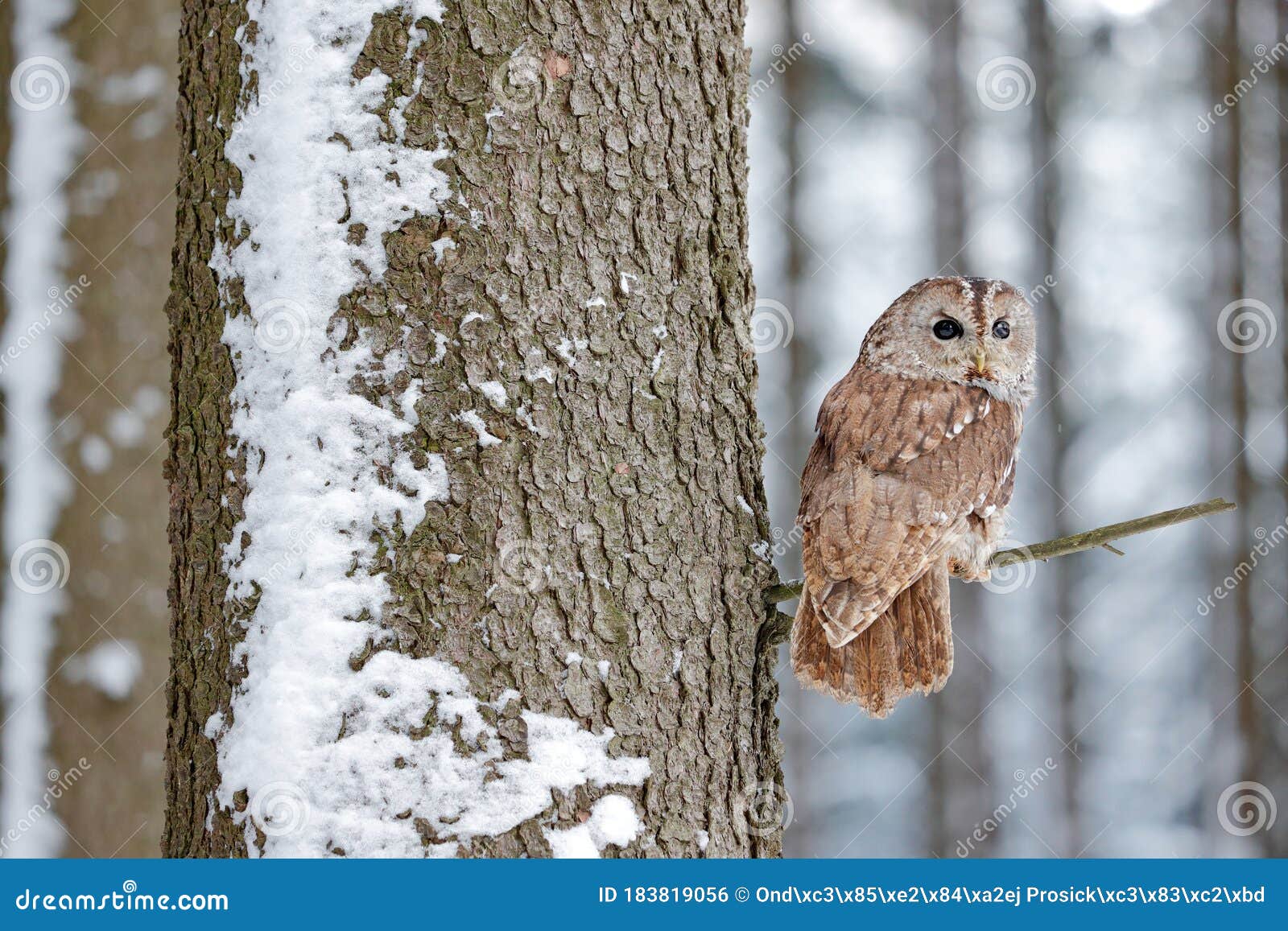 Martin Luther King Junior Verspreiding Bot Bos Voor Uil En Snowy. Winterhout Met Tawny Owl-sneeuw Tijdens Het Koude Weer Sneeuwbos in Een Achtergrondhabitat. Wild Stock Foto - Image of hout, weinig: 183819056 Martin Luther King Junior Verspreiding Bot Bos Voor Uil En Snowy. Winterhout Met Tawny Owl-sneeuw Tijdens Het Koude Weer Sneeuwbos in Een Achtergrondhabitat. Wild Stock Foto - Image of hout, weinig: 183819056